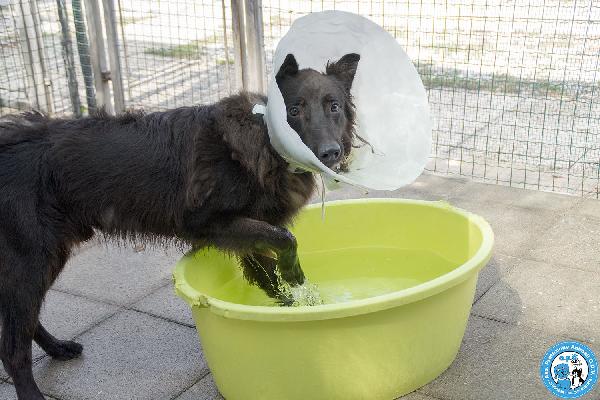 BAKY, UN CUCCIOLO DI ENERGIA IN CERCA DI FUTURO.. Foto 3